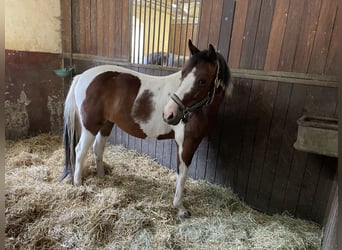 Deutsches Reitpony, Stute, 6 Jahre, 140 cm, Schecke