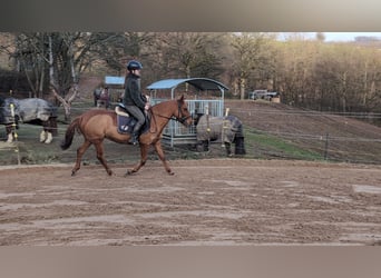 Deutsches Reitpony, Stute, 6 Jahre, 141 cm, Fuchs