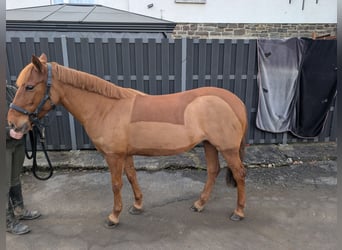 Deutsches Reitpony, Stute, 6 Jahre, 141 cm, Fuchs