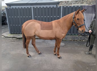 Deutsches Reitpony, Stute, 6 Jahre, 141 cm, Fuchs