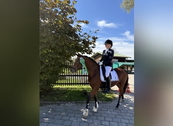 Deutsches Reitpony, Stute, 6 Jahre, 142 cm, Brauner