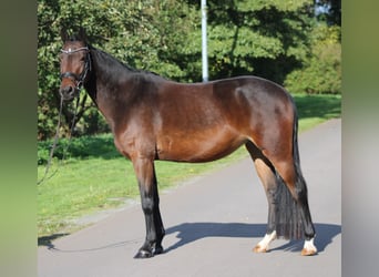Deutsches Reitpony, Stute, 6 Jahre, 142 cm, Dunkelbrauner