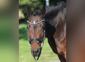 Deutsches Reitpony, Stute, 6 Jahre, 142 cm, Dunkelbrauner