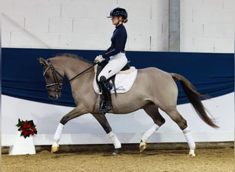 Deutsches Reitpony, Stute, 6 Jahre, 142 cm, Falbe