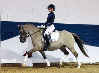 Deutsches Reitpony, Stute, 6 Jahre, 142 cm, Falbe