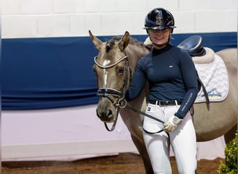 Deutsches Reitpony, Stute, 6 Jahre, 142 cm, Falbe