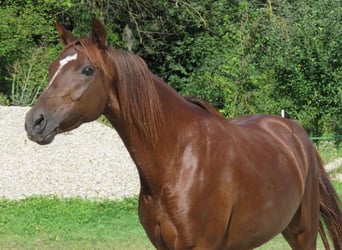 Deutsches Reitpony, Stute, 6 Jahre, 142 cm, Fuchs