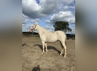 Deutsches Reitpony, Stute, 6 Jahre, 143 cm, Cremello