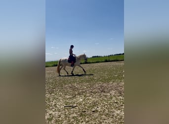 Deutsches Reitpony, Stute, 6 Jahre, 143 cm, Cremello