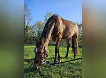Deutsches Reitpony, Stute, 6 Jahre, 144 cm, Brauner