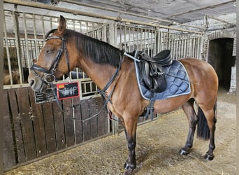 Deutsches Reitpony, Stute, 6 Jahre, 144 cm, Brauner