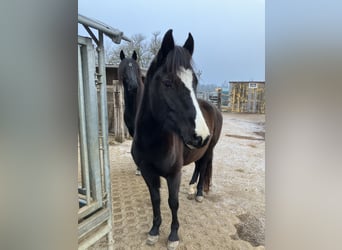 Deutsches Reitpony, Stute, 6 Jahre, 144 cm, Dunkelbrauner