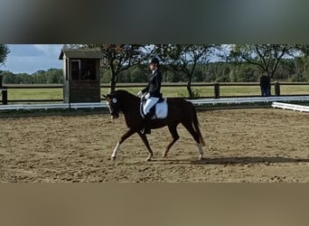 Deutsches Reitpony, Stute, 6 Jahre, 144 cm, Dunkelfuchs