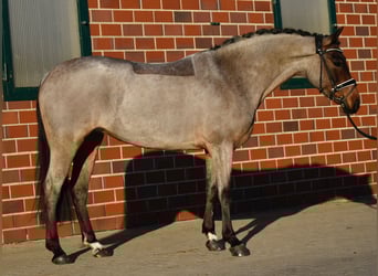 Deutsches Reitpony, Stute, 6 Jahre, 144 cm, Roan-Bay