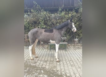 Deutsches Reitpony, Stute, 6 Jahre, 144 cm, Schecke