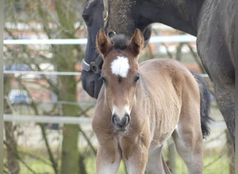 Deutsches Reitpony, Stute, 6 Jahre, 145 cm, Brauner