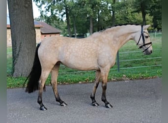 Deutsches Reitpony, Stute, 6 Jahre, 145 cm, Buckskin