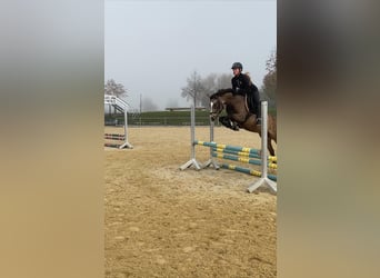 Deutsches Reitpony, Stute, 6 Jahre, 145 cm, Falbe