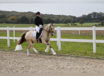 Deutsches Reitpony, Stute, 6 Jahre, 145 cm, Falbe