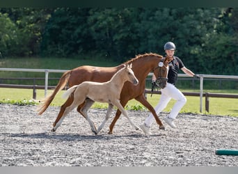 Deutsches Reitpony, Stute, 6 Jahre, 145 cm, Fuchs