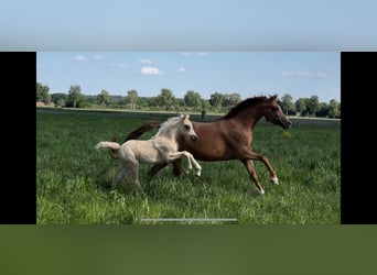 Deutsches Reitpony, Stute, 6 Jahre, 145 cm, Fuchs