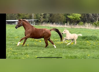 Deutsches Reitpony, Stute, 6 Jahre, 145 cm, Fuchs