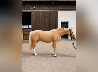 Deutsches Reitpony, Stute, 6 Jahre, 145 cm, Palomino