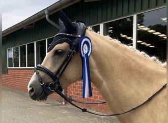 Deutsches Reitpony, Stute, 6 Jahre, 145 cm, Palomino
