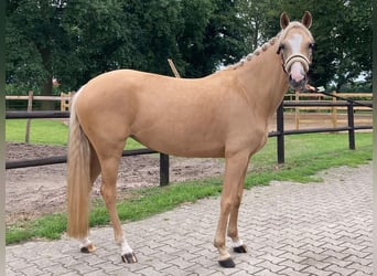 Deutsches Reitpony, Stute, 6 Jahre, 145 cm, Palomino