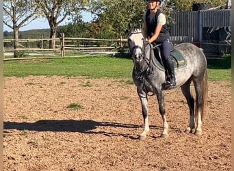 Deutsches Reitpony, Stute, 6 Jahre, 145 cm, Schimmel