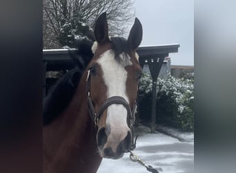 Deutsches Reitpony, Stute, 6 Jahre, 146 cm, Brauner