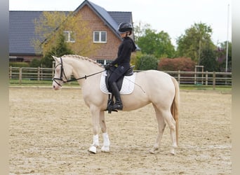 Deutsches Reitpony, Stute, 6 Jahre, 146 cm, Cremello