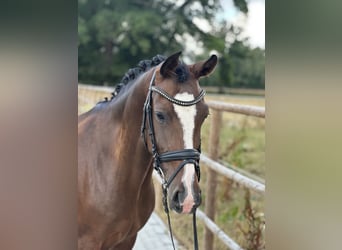 Deutsches Reitpony, Stute, 6 Jahre, 146 cm, Dunkelbrauner