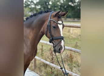 Deutsches Reitpony, Stute, 6 Jahre, 146 cm, Dunkelbrauner