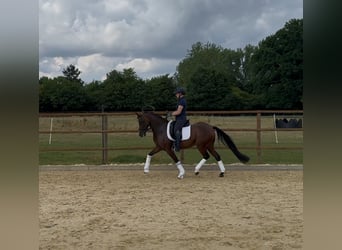 Deutsches Reitpony, Stute, 6 Jahre, 146 cm, Dunkelbrauner