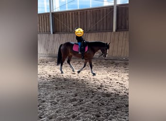 Deutsches Reitpony, Stute, 6 Jahre, 146 cm, Dunkelbrauner