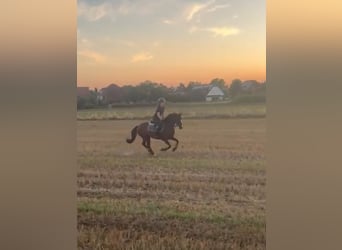 Deutsches Reitpony, Stute, 6 Jahre, 146 cm, Dunkelbrauner