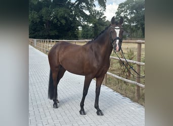 Deutsches Reitpony, Stute, 6 Jahre, 146 cm, Dunkelbrauner