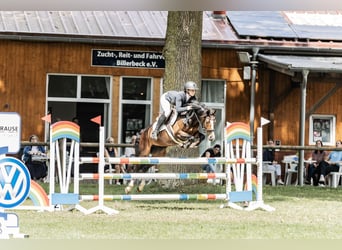 Deutsches Reitpony, Stute, 6 Jahre, 146 cm, Dunkelbrauner