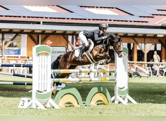 Deutsches Reitpony, Stute, 6 Jahre, 146 cm, Dunkelbrauner