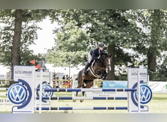 Deutsches Reitpony, Stute, 6 Jahre, 146 cm, Dunkelbrauner
