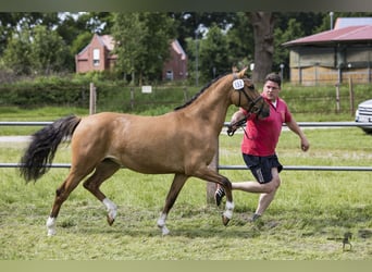 Deutsches Reitpony, Stute, 6 Jahre, 146 cm, Falbe