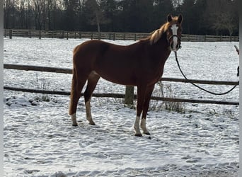 Deutsches Reitpony, Stute, 6 Jahre, 146 cm, Fuchs