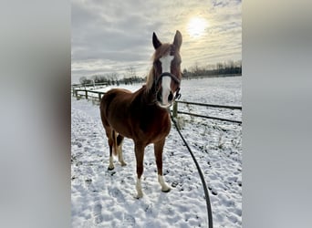 Deutsches Reitpony, Stute, 6 Jahre, 146 cm, Fuchs
