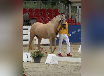 Deutsches Reitpony, Stute, 6 Jahre, 146 cm, Palomino