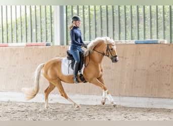 Deutsches Reitpony, Stute, 6 Jahre, 146 cm, Palomino