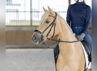 Deutsches Reitpony, Stute, 6 Jahre, 146 cm, Palomino