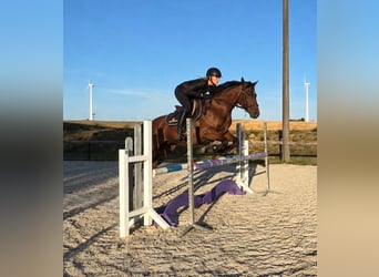 Deutsches Reitpony, Stute, 6 Jahre, 146 cm