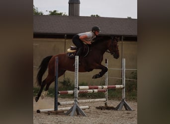 Deutsches Reitpony, Stute, 6 Jahre, 146 cm