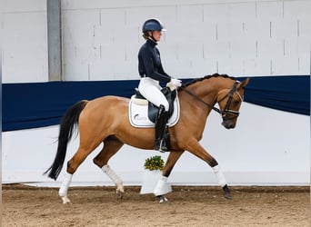 Deutsches Reitpony, Stute, 6 Jahre, 147 cm, Brauner